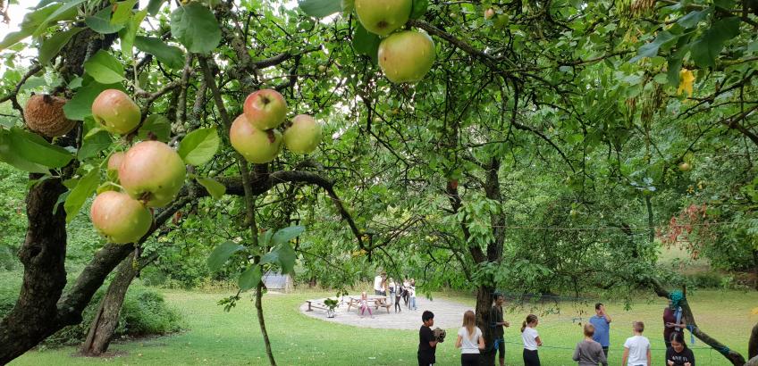 Børn under et æbletræ i Pederstrup