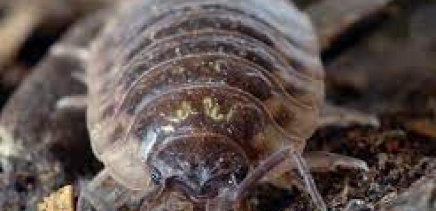 Nærbillede af grå bænkebider