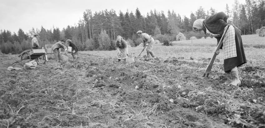 kartoffelhøst