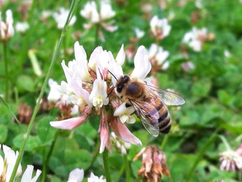 honningbi på kløverblomst