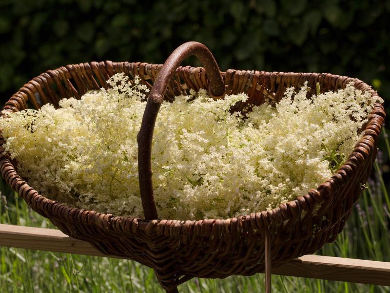 Kurv med hyldeblomster